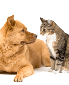 Cat and dog hospital best sale of columbia